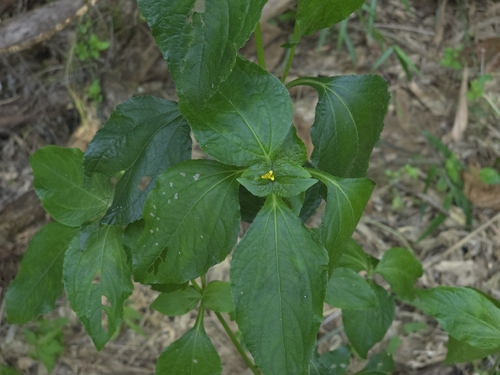 Synedrella nodiflora, photograph 1