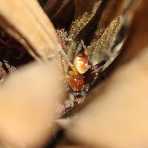 Napoleon Spider