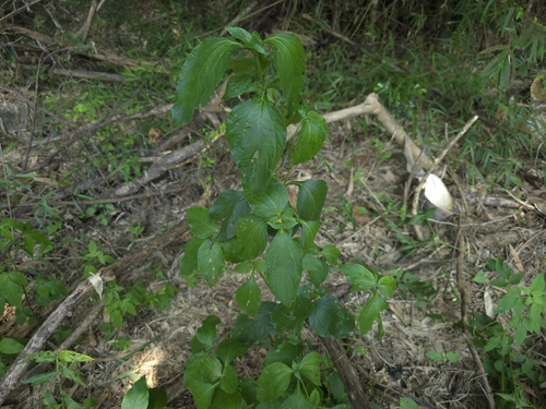 Synedrella nodiflora, photograph 2