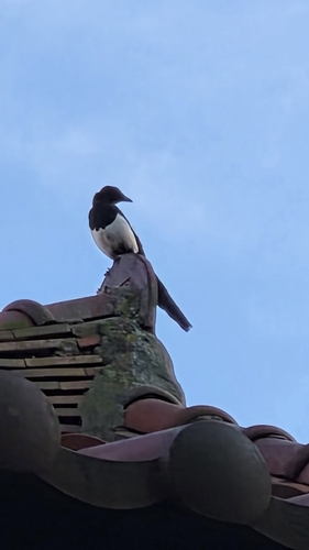 Oriental Magpie