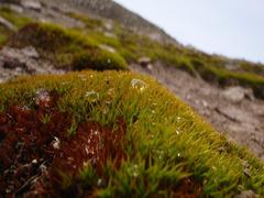 Colobanthus quitensis