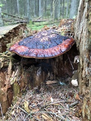 Fomitopsis pinicola