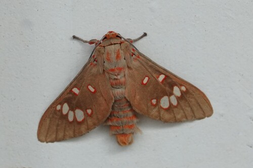 Balacra preussi