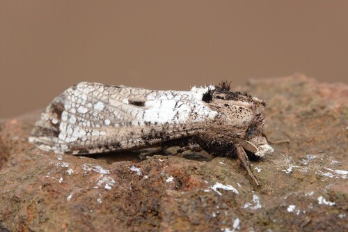 Strigocossus crassa