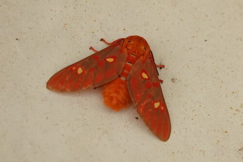Balacra flavimacula