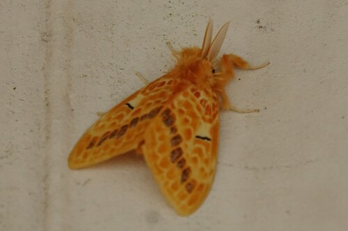 Mylantria xanthospila