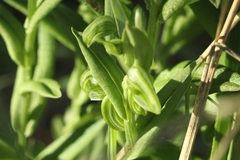 Pterostylis orbiculata