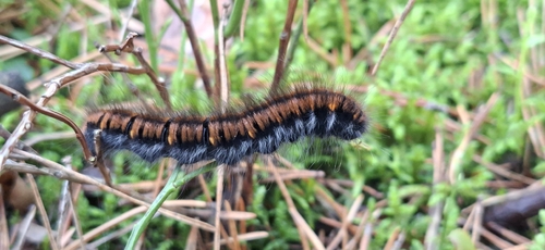 Fox Moth