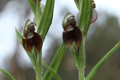 Pterostylis orbiculata