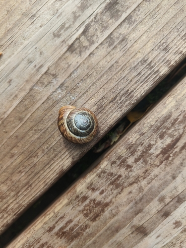 Copse Snail