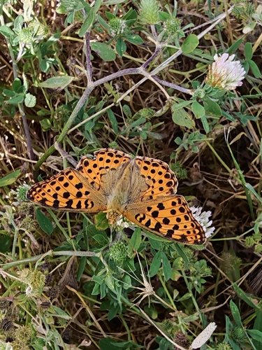 Queen of Spain Fritillary