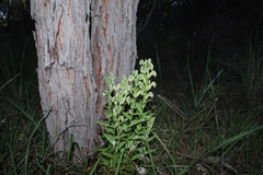 Pterostylis orbiculata