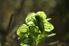 Pterostylis orbiculata