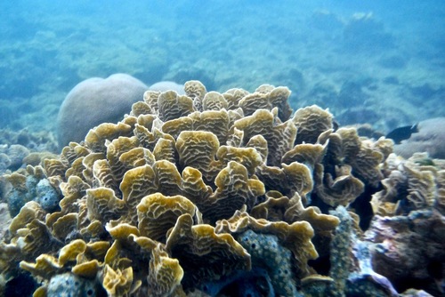 Agaricia tenuifolia