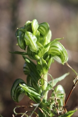 Pterostylis orbiculata