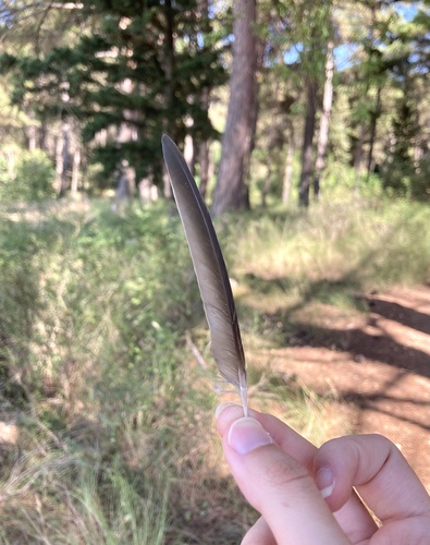 Plume de Hirondelle rousseline