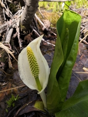 Lysichiton camtschatcensis