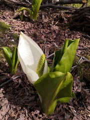Lysichiton camtschatcensis