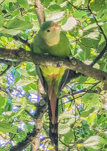 Superb Parrot
