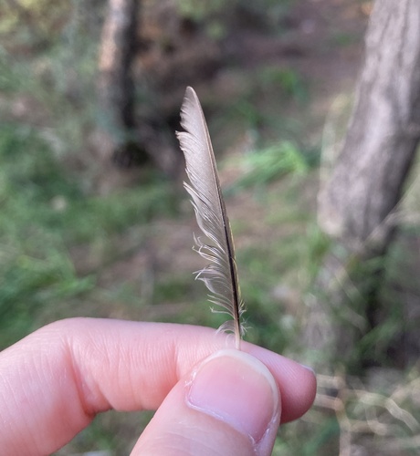 Plume de Pouillot véloce