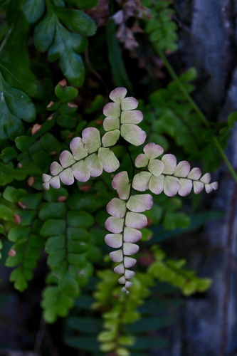 Adiantum flabellulatum, photograph 1