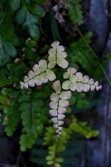 Adiantum flabellulatum, photograph (c) Yi CHEN, some rights reserved (CC BY)