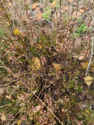 common heather