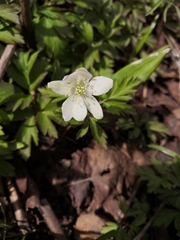 Anemonoides amurensis