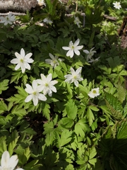 Anemonoides amurensis