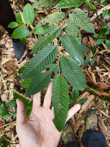 Shorea leprosula observed 2026-09-12