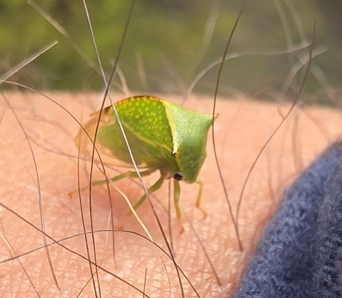 Buffalo Treehopper