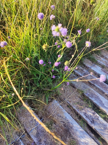 Devil's-bit Scabious