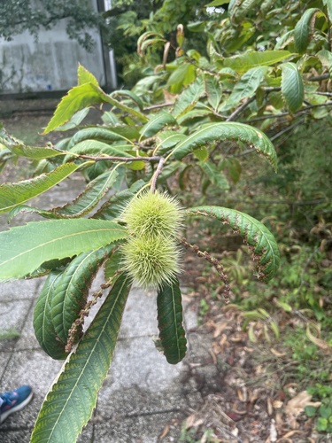 Sweet Chestnut