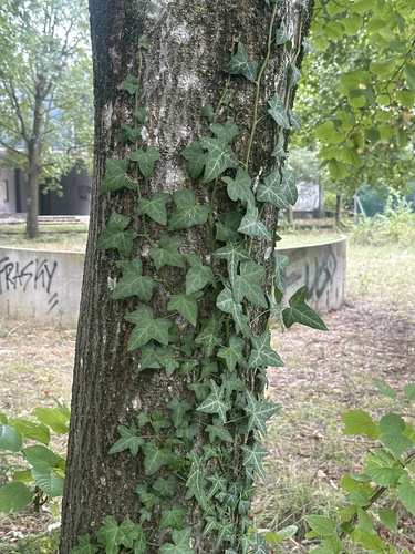 common ivy