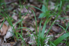 Carex michelii