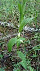Polygonatum humile