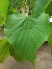 Tilia cordata