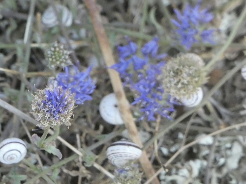 Jasione heldreichii