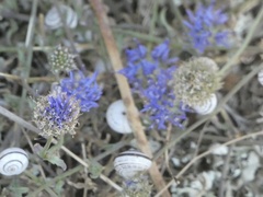 Jasione heldreichii