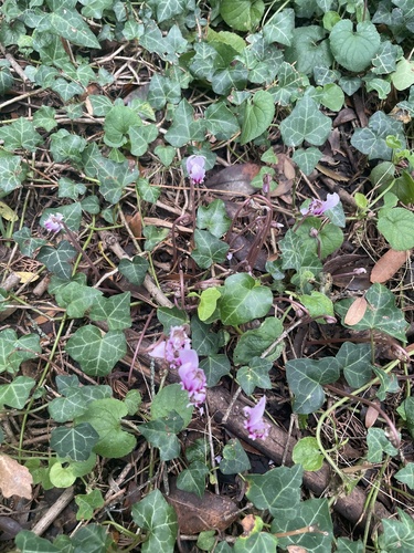 Ivy-leaved cyclamen