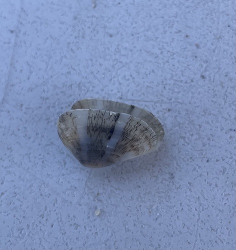 Corneous Wedge Clam