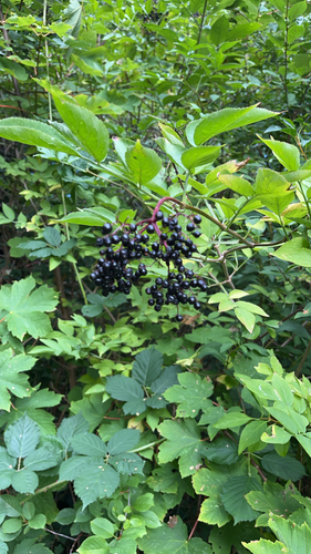 European black elderberry