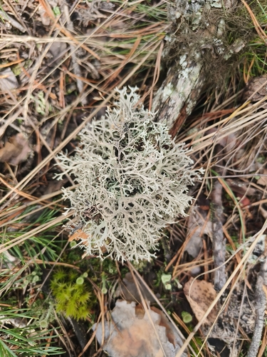 tree moss