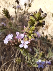 author not stated, no rights reserved Plumbago europaea, photograph author not stated, no rights reserved