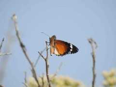 Danaus chrysippus alcippus