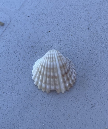 Rough Cockle