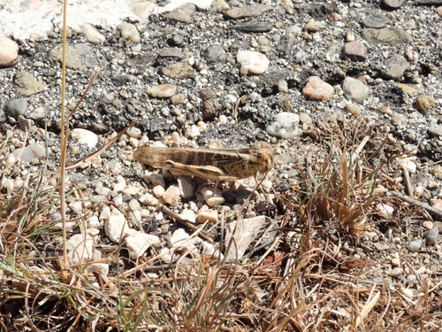Migratory Locust