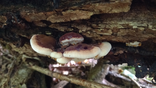Resinous Polypore