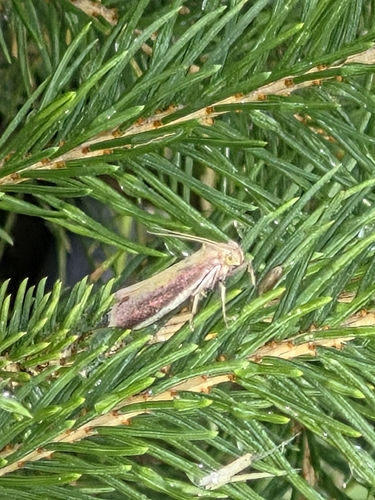 Rosy-striped Knot-horn