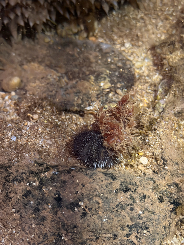 Tripneustes gratilla, 2026-09-11